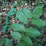 Diplotropis purpurea Hoja