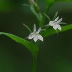 Lobelia spicata Blomst