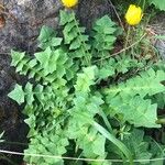 Aposeris foetida Folha