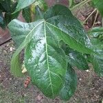 Gossypium barbadense Leaf