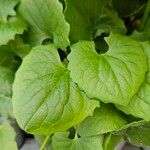 Doronicum orientale Likasa