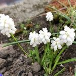 Muscari aucheri Flor