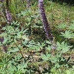 Lupinus argenteus Leaf