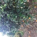 Citrus × junos
