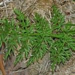 Oenanthe peucedanifolia Leaf