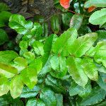 Berberis aquifolium Leaf