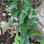 Ardisia crenata Habitus