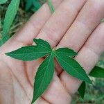 Dalechampia scandens Hoja