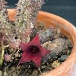 Huernia schneideriana Lorea