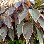 Acalypha wilkesiana पत्ता