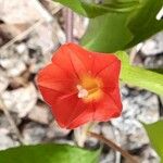 Ipomoea rubriflora Flor