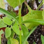 Dianthus barbatus 樹皮