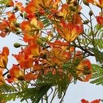 Delonix regia Flower