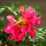 Paeonia mascula ശീലം