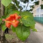 Hibiscus elatus 花