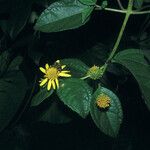 Tilesia baccata Flors