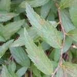 Spiraea japonica Leaf