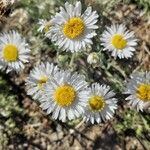 Erigeron compositus Flor