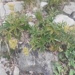Potentilla haynaldiana Hoja