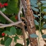 Marcetella moquiniana Ekosanga