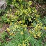 Molopospermum peleponnesiacum 花