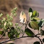 Marquesia macroura Hoja