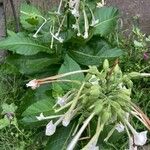 Nicotiana sylvestris 花