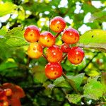 Viburnum opulus Gyümölcs