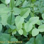 Vicia pisiformis Hoja