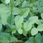 Vicia pisiformis Leaf