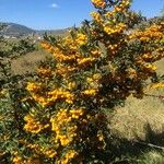 Pyracantha coccineaFruit