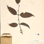 Strychnos glabra Hoja
