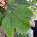 Platanus mexicana Ліст