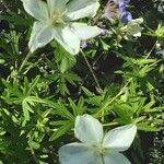 Geranium rivulare Květ