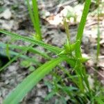 Carex intumescens Feuille