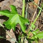 Cissus cactiformis Leaf