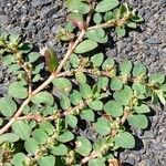 Euphorbia prostrata Leaf