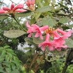 Rhododendron dielsianum Flower