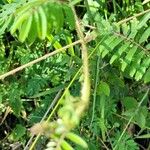 Mimosa quadrivalvis Leaf