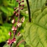 Trichostigma peruvianum Flor