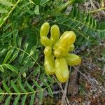 Astragalus pomonensis Ffrwyth