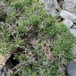 Euphorbia hierosolymitana Habit