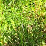 Equisetum scirpoides 形態