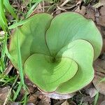 Costus spectabilis Leaf