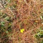Cuscuta epithymum Kabuk