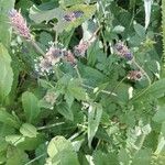 Plantago argentea Fula
