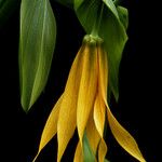 Uvularia grandiflora ফুল