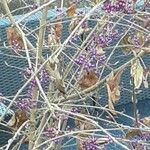 Callicarpa bodinieri Habit