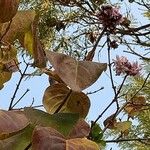 Tabebuia rosea Leaf