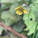 Geum urbanumफूल